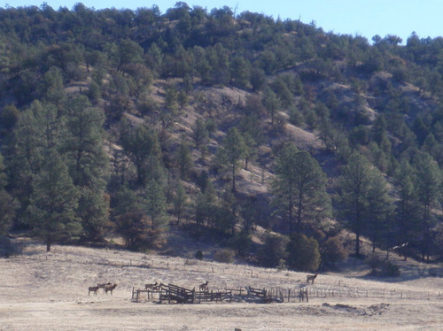 Elk Herd at the south end of Wall Canyon.